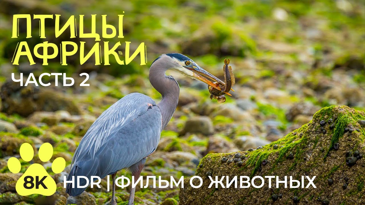 Невероятные птицы Африки | Часть 2 - Водоплавающие пернатые - Документальный фильм о животных 8K HDR