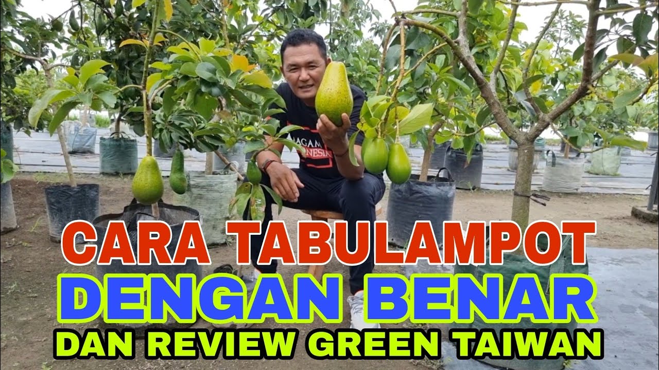 CARA TABULAMPOT DGN BENAR DAN REVIEW GREEN TAIWAN
