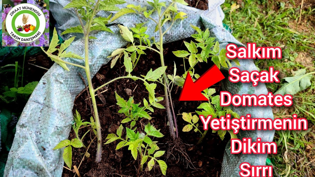 Domates Fidesini Böyle Dikince Daha Çok Verim Alırsın🍅Salkım Saçak Domates Yetiştirmenin Dikim Sırrı