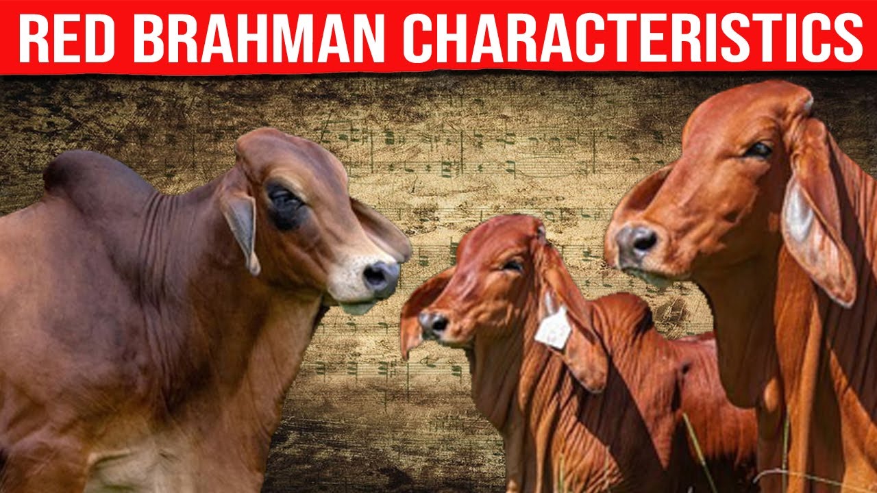 🔴 RED BRAHMAN CATTLE Characteristics ✅ Biggest Bulls And Cow