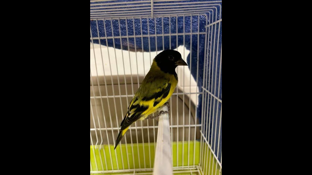 Black hooded Siskin singing السسكن الاخضر