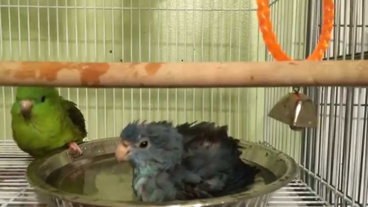 Lineolated Parakeets Bathing | Linnies Bathing