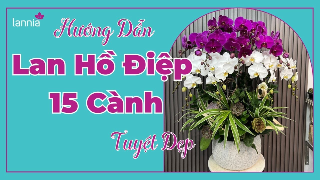 Hướng Dẫn Cắm Chậu Lan Hồ Điệp 15 Cành Đơn Giản |Lannia