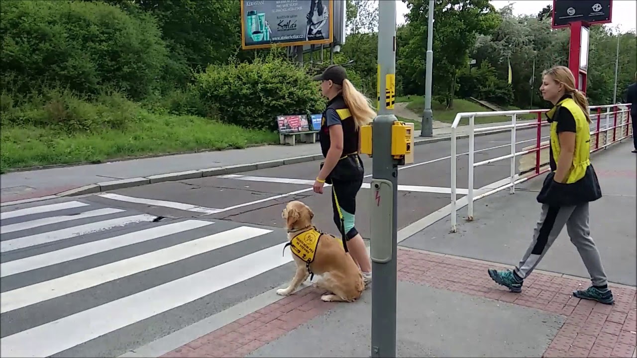 Trénink psa pro autisty - Cora,