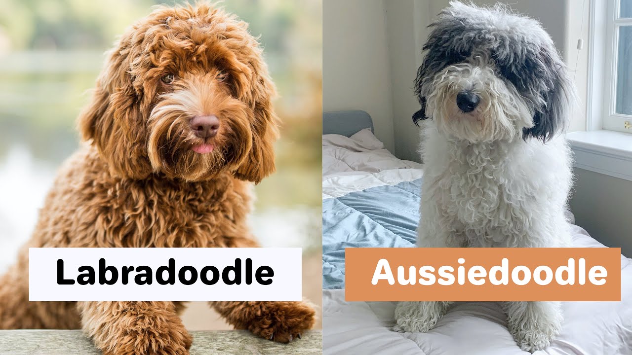Labradoodle vs Aussiedoodle (Differences)