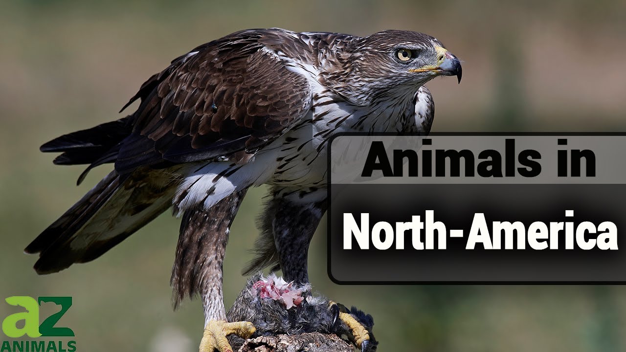 Wildlife in North America: Guide to North American Animals