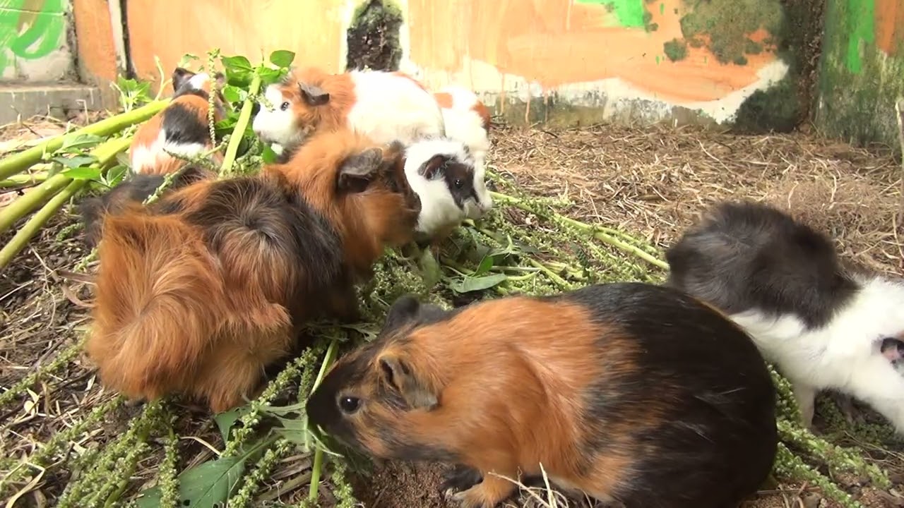 Guinea Pig Cam March 06 2026