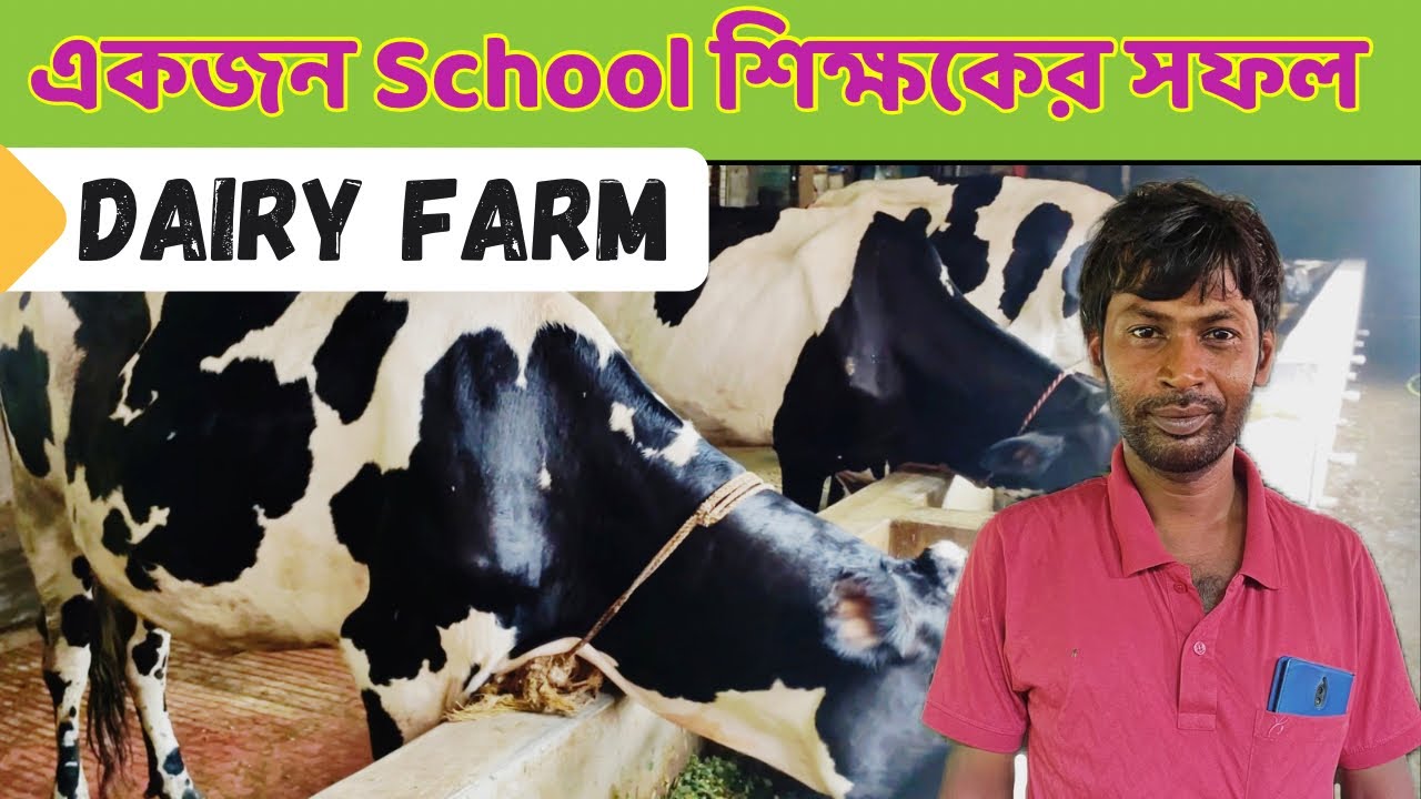 High School শিক্ষকের সুন্দর Jersey ও H.F গাভীর খামার | Dairy Farm Business Profit Or loss