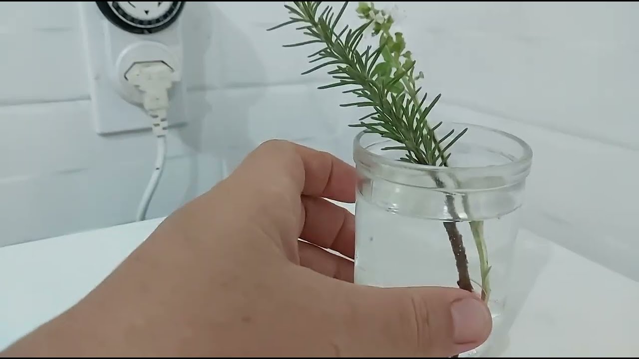 como enraizar galho de alecrim na água