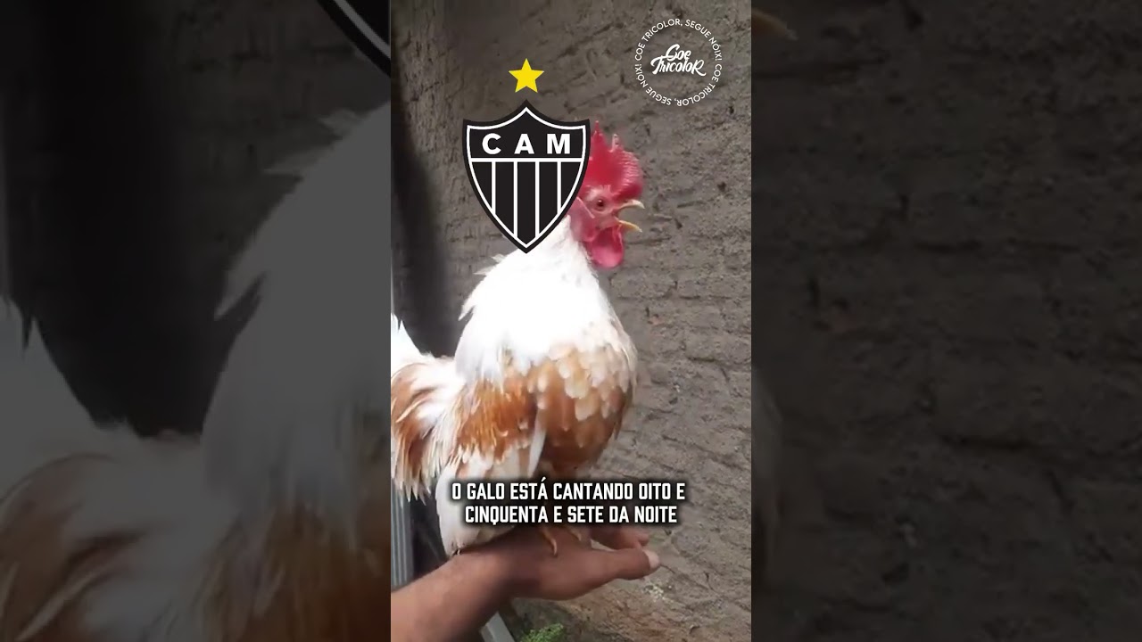 O GALO CANTOU! 🗣🎙🐓 | COE TRICOLOR #fluminense #futebolbrasileiro #atleticomineiro