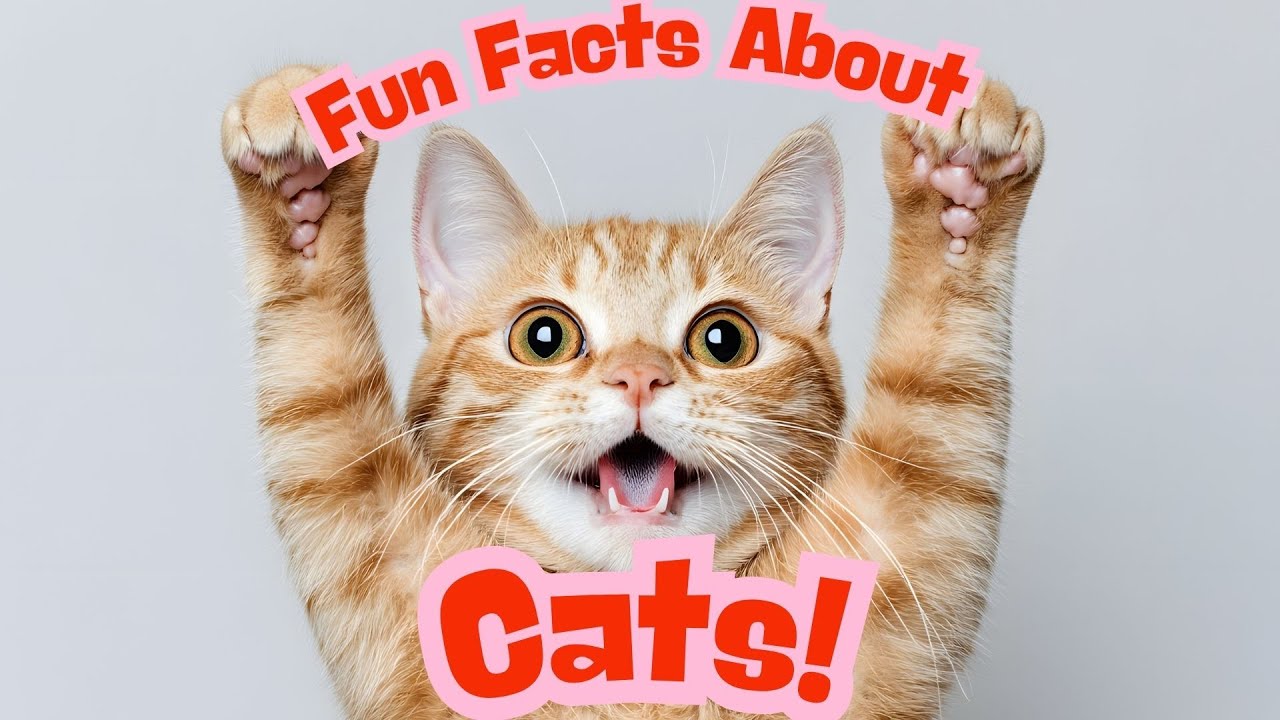 Fun Facts About Cats for Kids!