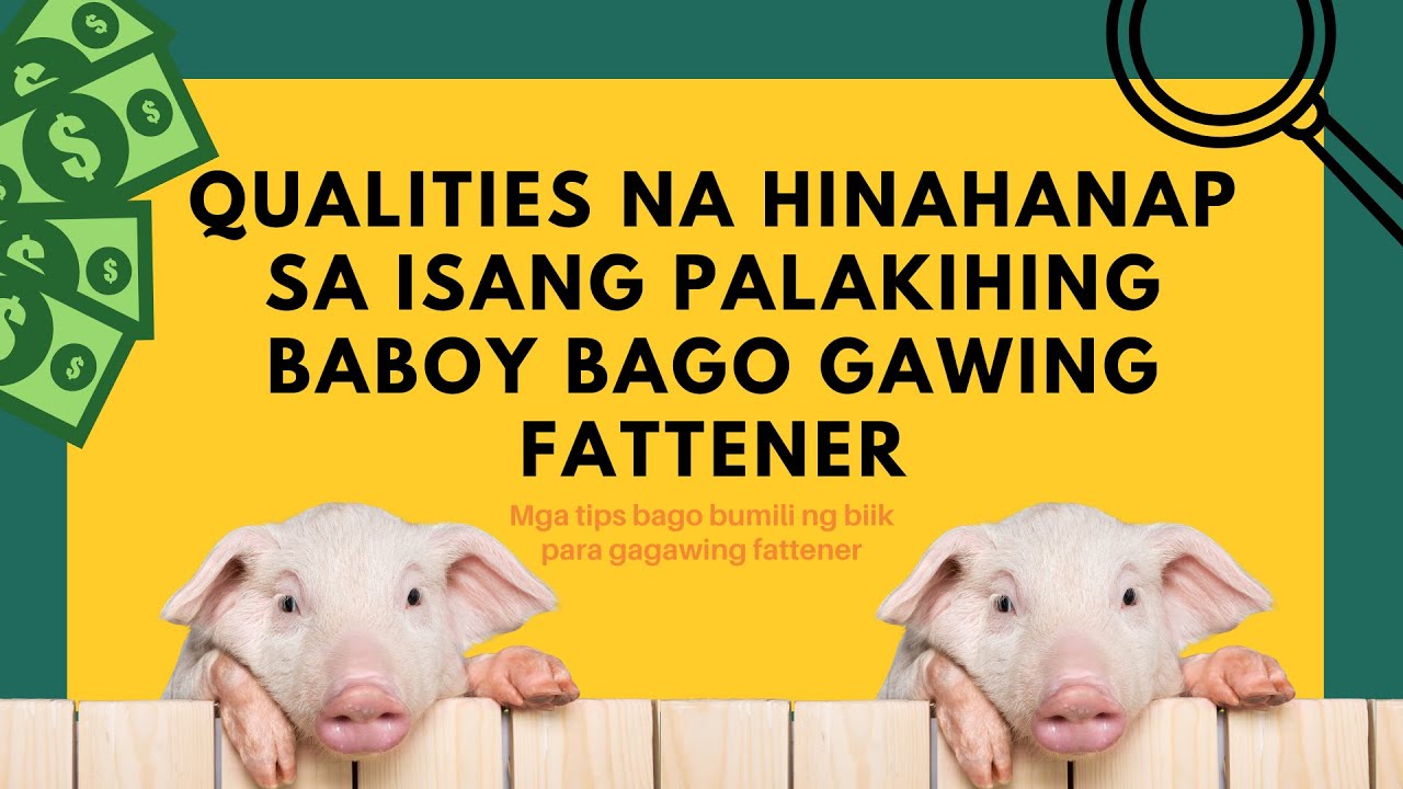 PIGGERY: TIPS SA PAGPILI NG MGA BIIK PARA GAWING FATTENER | PIG FARMING