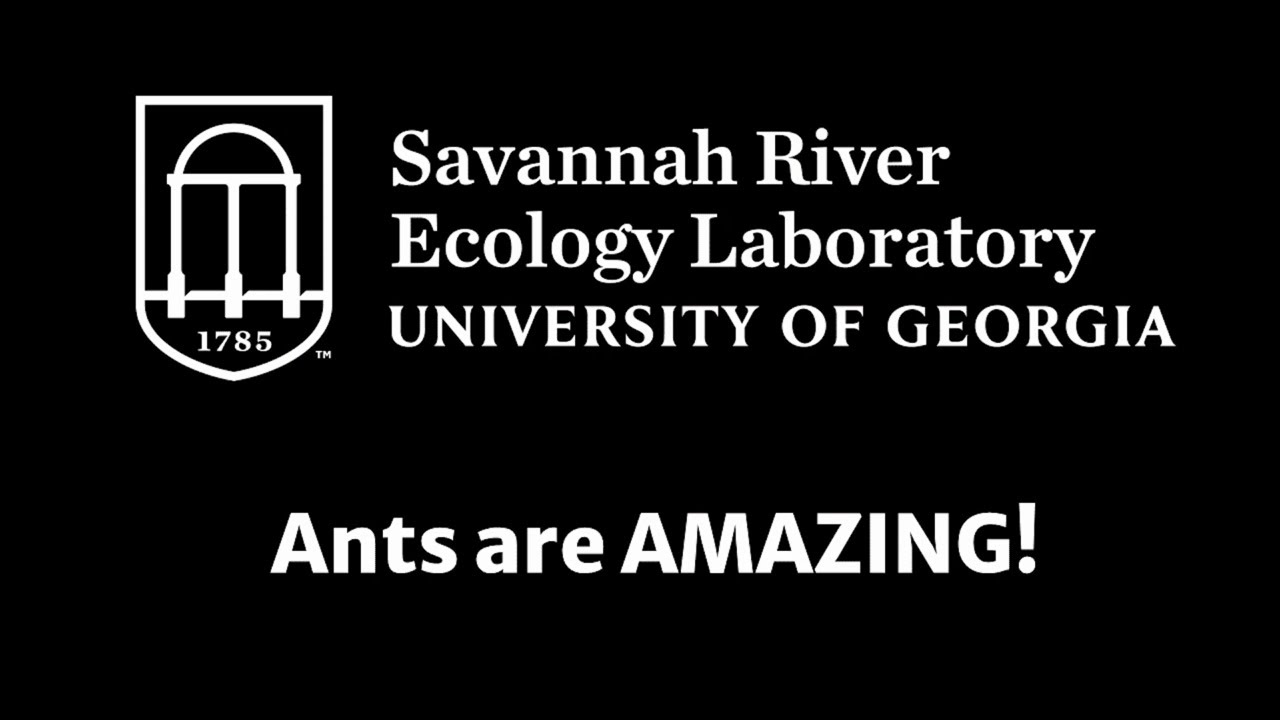 Ants are Amazing