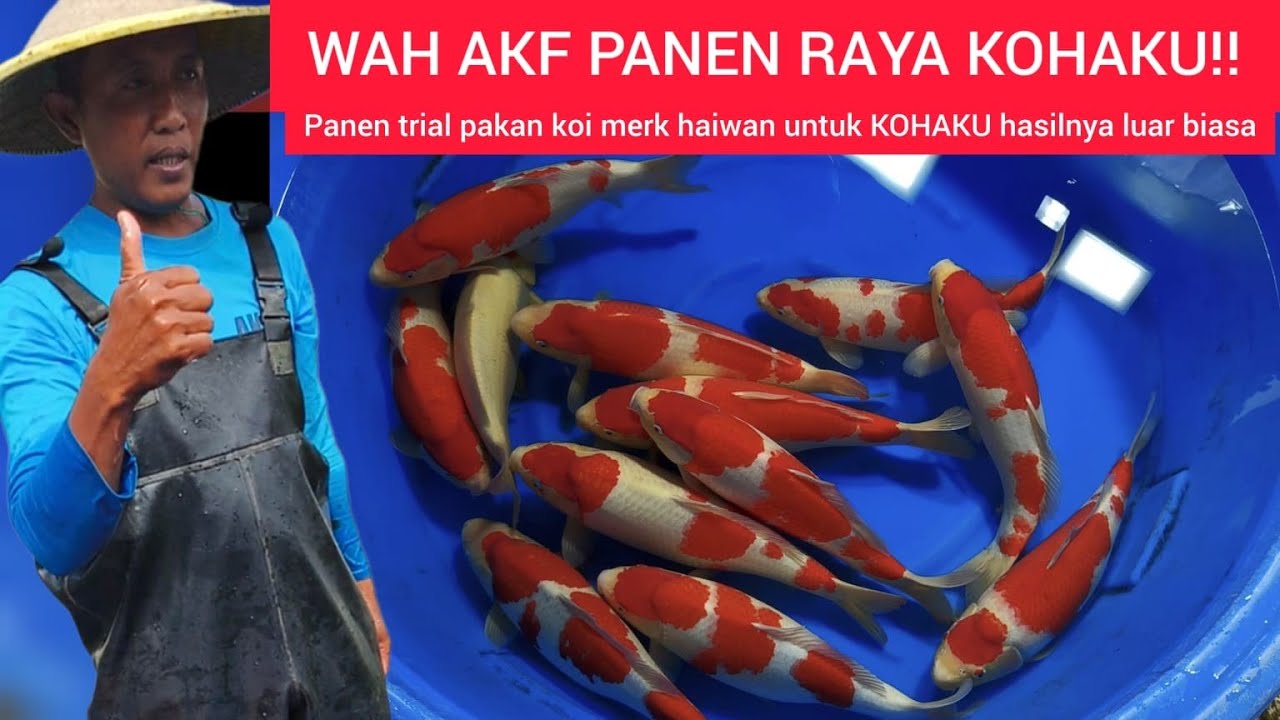 LUAR BIASA HASILNYA❗KOHAKU SUPER AKF DAN PAKAN HEIWA