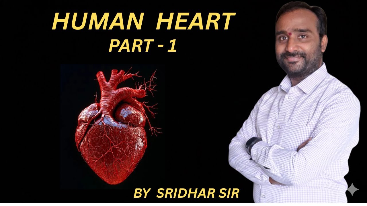 Human Heart | PART-1