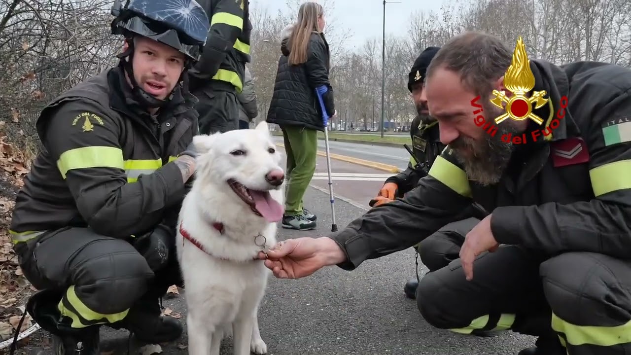 CANE RISCHIA DI ANNEGARE NELLA DORA: SALVATA DAI VIGILI DEL FUOCO