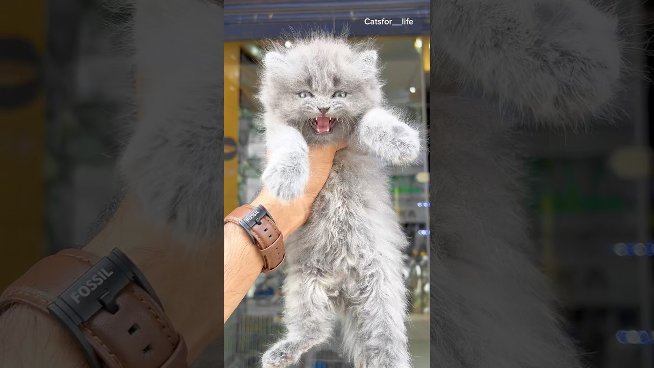 Kitten meowing 😻 / Cat sound | Cat voice | Cat videos | Persian Cat | Cats | Funny Cat 