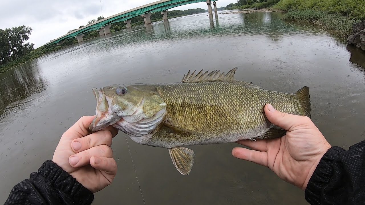 MAUMEE RIVER  MULTI SPECIES (SUMMER WALLEYE??)