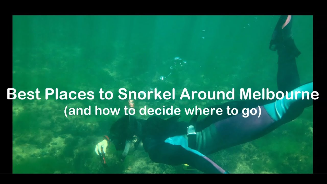 Snorkelling in Melbourne: How to Read Conditions & Pick the Best Spot