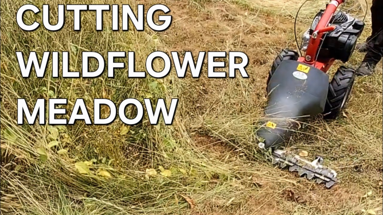Cutting wildflower meadow, power scythe 