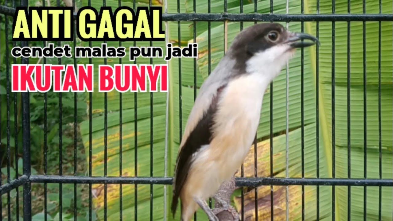 Cendet MH Gacor Dor Isian Alam Biangnya Bikin Cendet Lain Nyaut Lansung Emosi Ikutan Bunyi