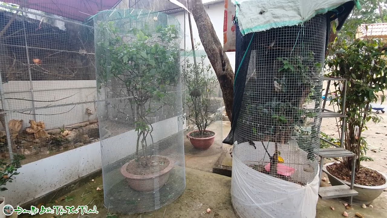 Làm thêm lồng avi giá rẻ nuôi chim ghép sinh sản theo yêu cầu của đai ca bố