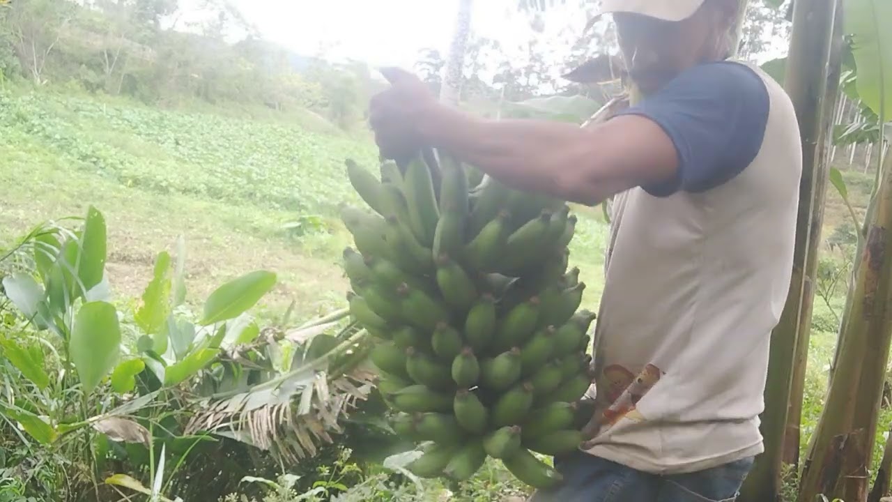 Colheita do nosso bananal veja 