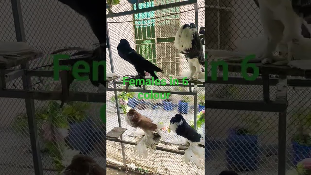Pomeranian pouter pigeon females in 6 colour #fancypigeon #pigeon #pouter #kabootar #pouterpigeon