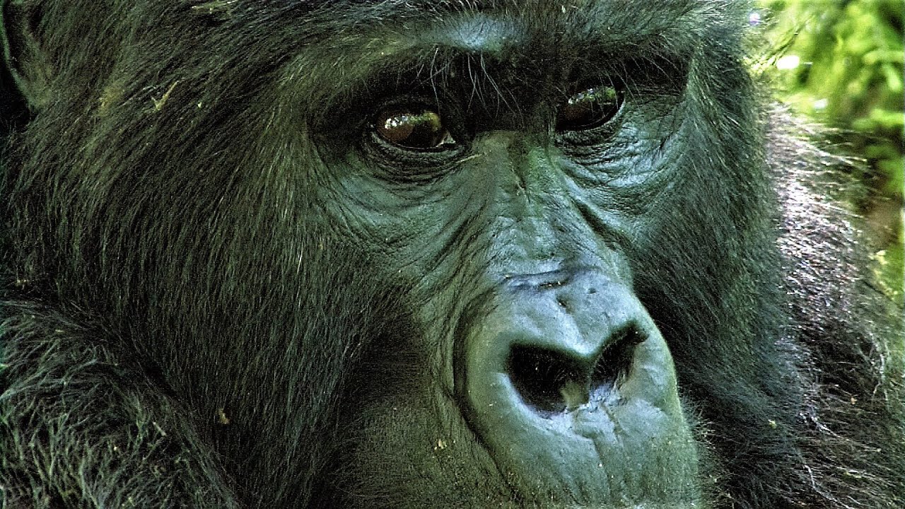 'MENSCHENAFFEN' - PRIMATEN - 2015/16 - ORANG UTANS - SCHIMPANSEN - BERGGORILLAS - ca. 57 Min. ! ...