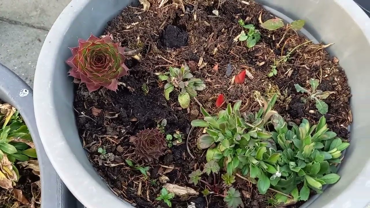 20250322 182049 Gartenrundgang
