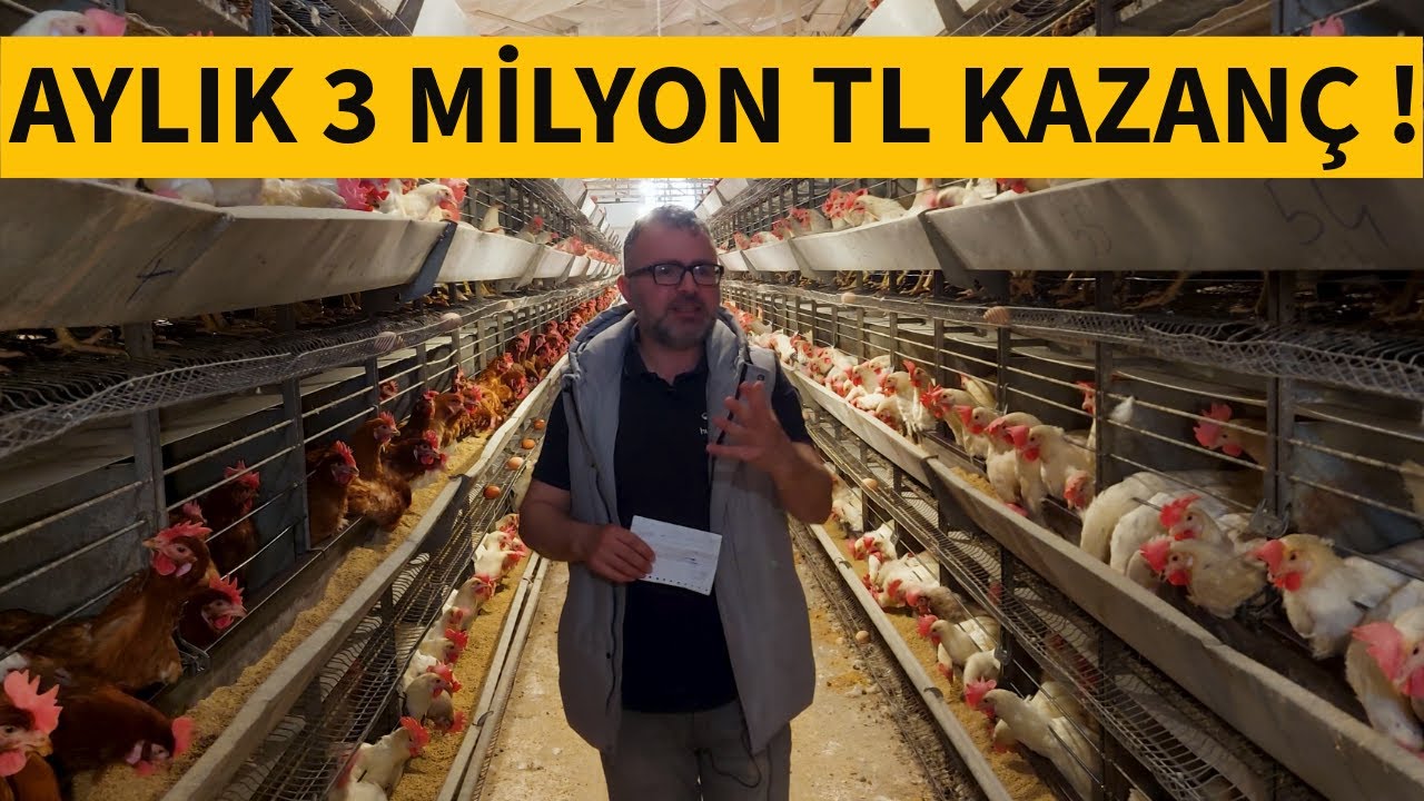 50.000 KAPASİTE TAVUK ÇİFTLİĞİ KURMA MALİYETİ VE AYLIK KAZANCI