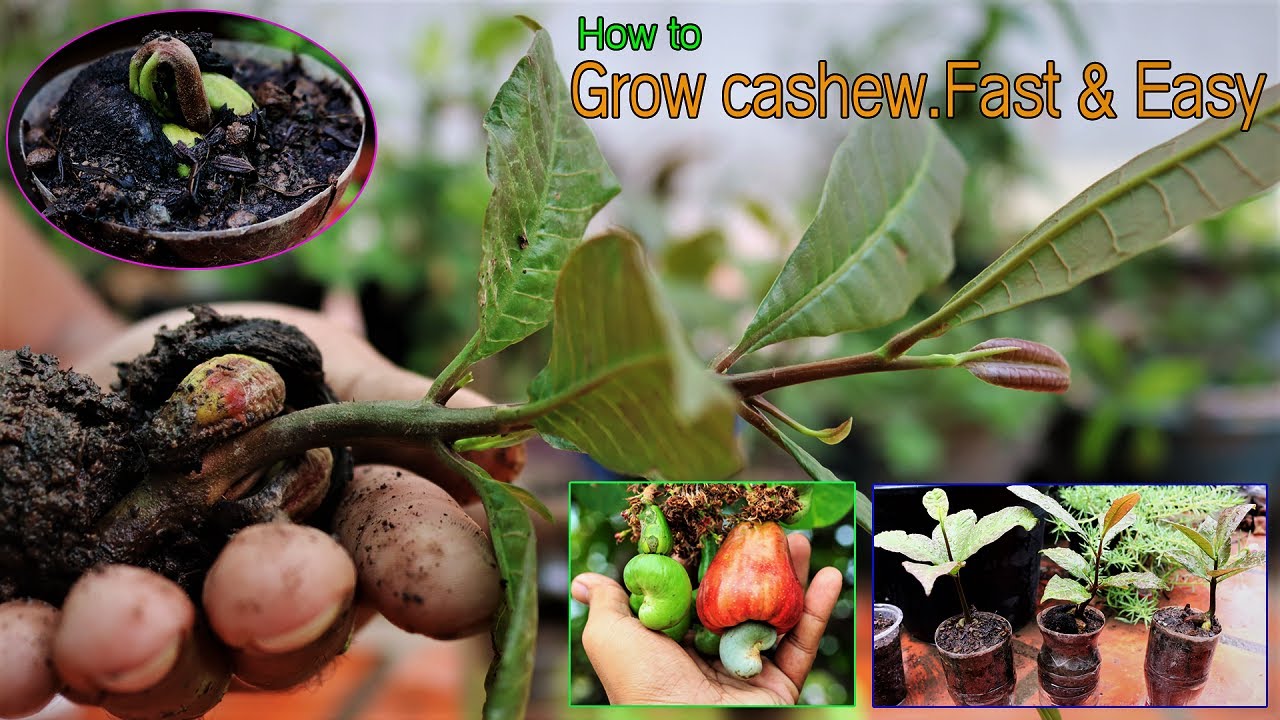 Quick and Easy Way To Germinate Cashew From Seeds