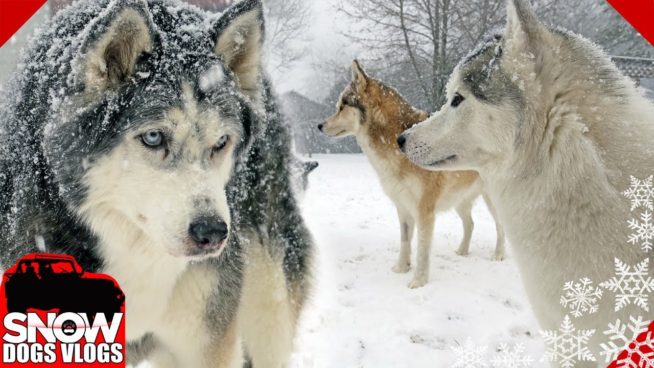 Huskies Got More Snow | Winter is NOT Over!