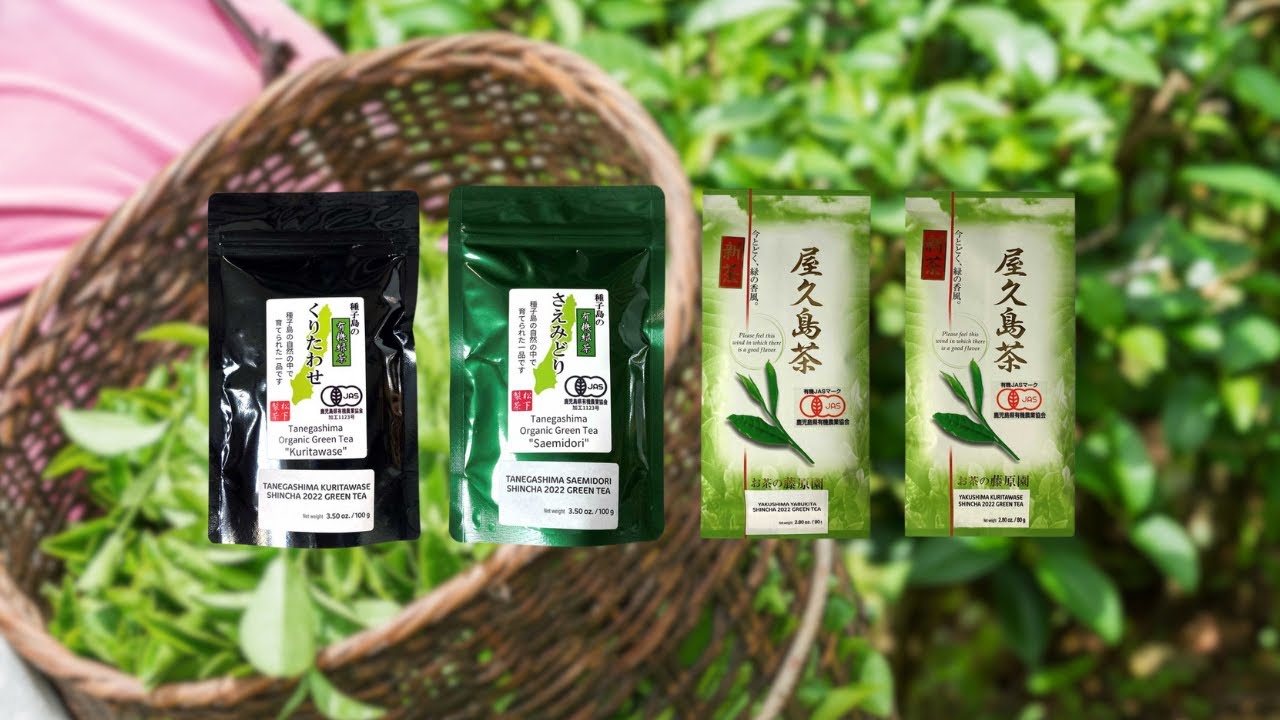 Tasting Our 4 Different Shincha Teas