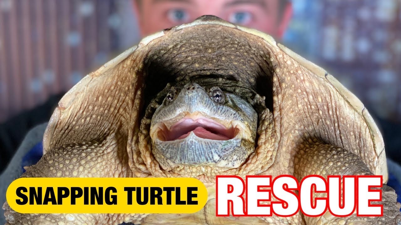 Snapping Turtle Rescue!!!