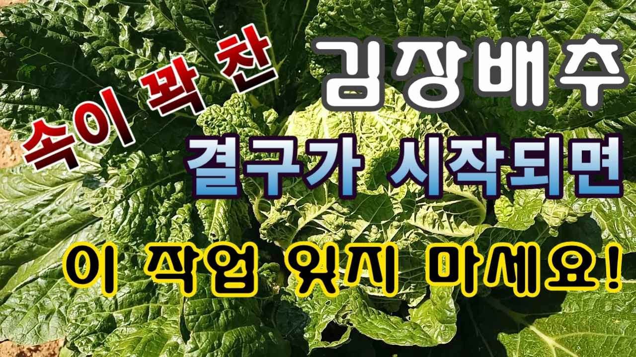 [텃밭농부.835]  김장배추에 결구가 시작되면 이 작업 잊지 마세요! #김장배추 #결구