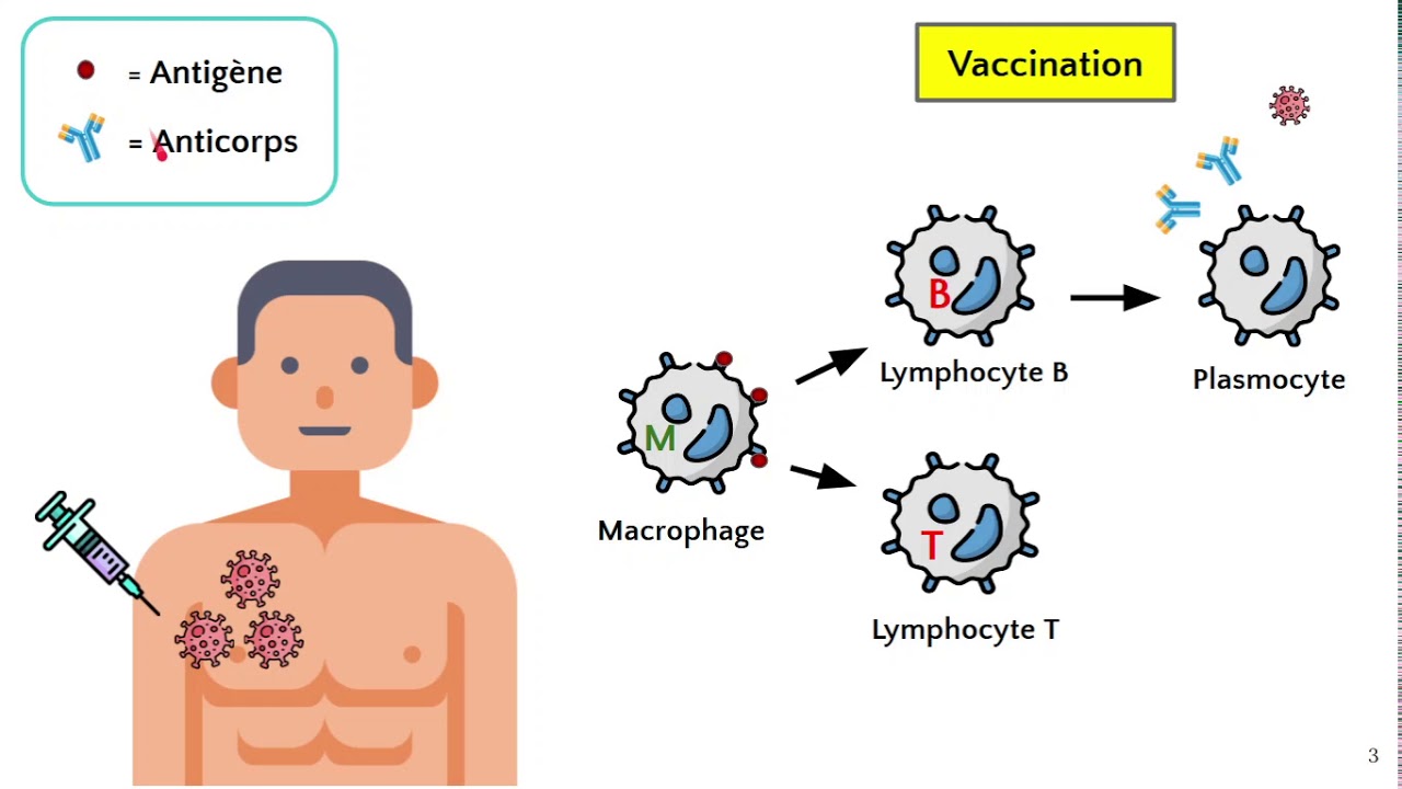 Vaccination et mémoire immunitaire 💉
