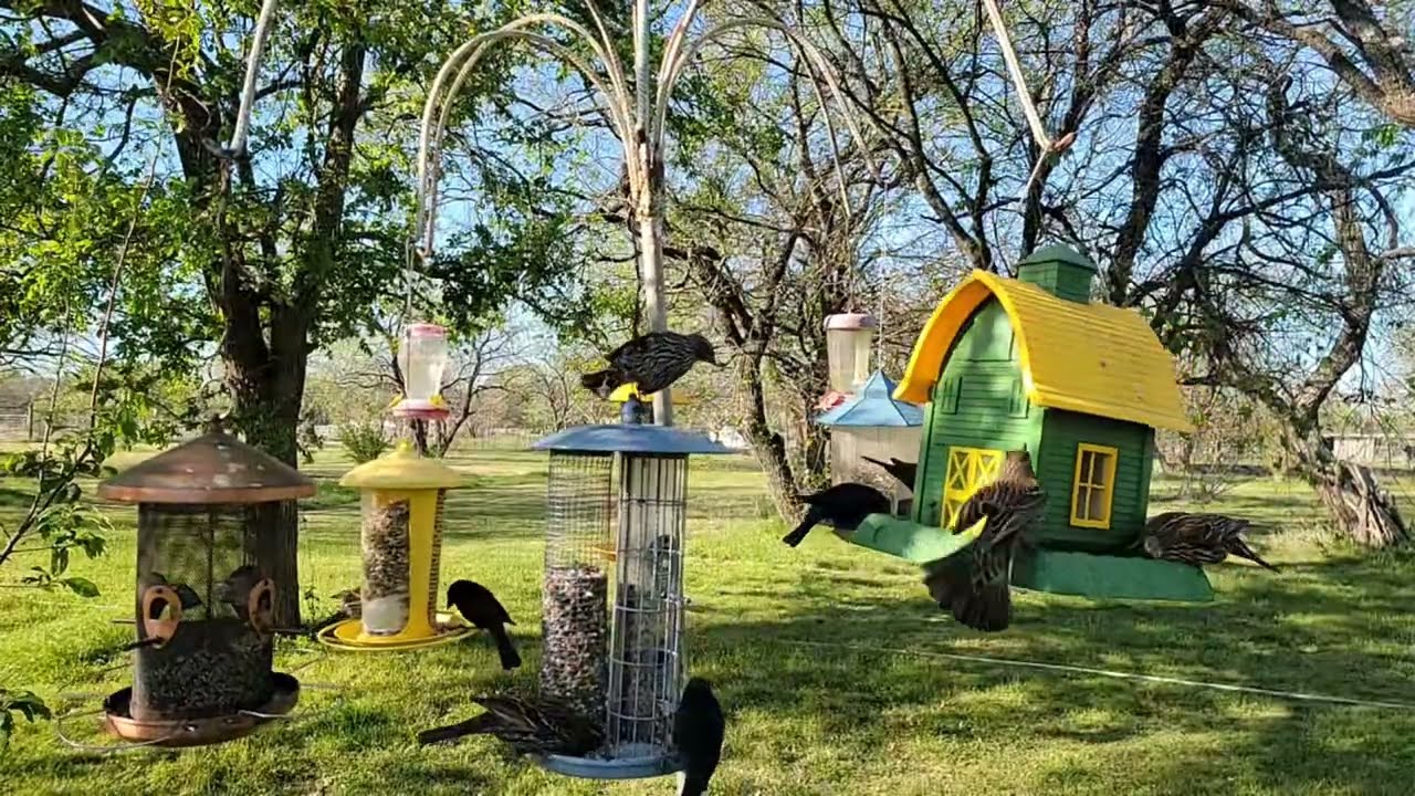 Good morning. @Wide Open Transit Farm