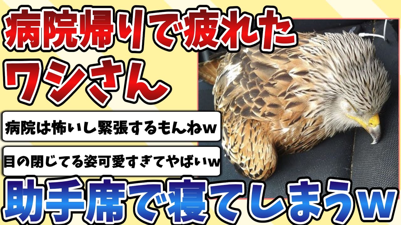 【2ch動物スレ】病院帰りで疲れてしまって助手席で寝てる『ワシ』があまりにも可愛すぎて癒されるｗｗｗ