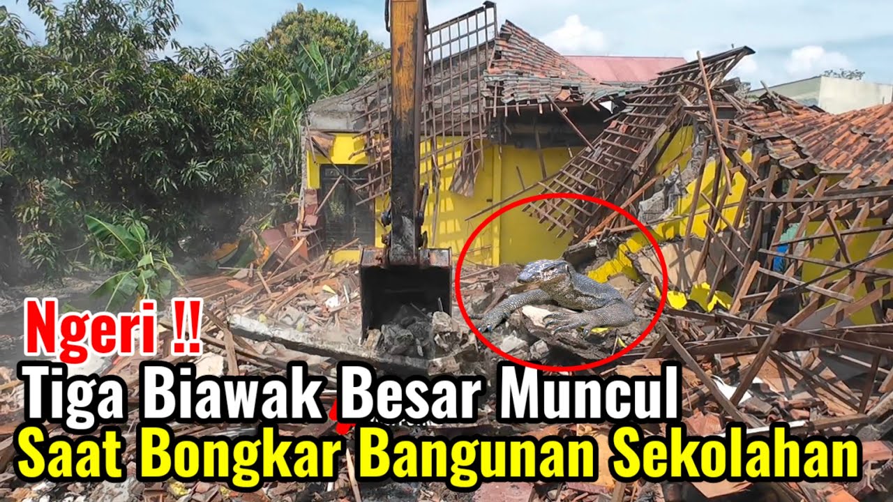 Ngeri‼️Tiga Predator Besar Muncul Saat Pembongkaran Baangunan Sekolahan