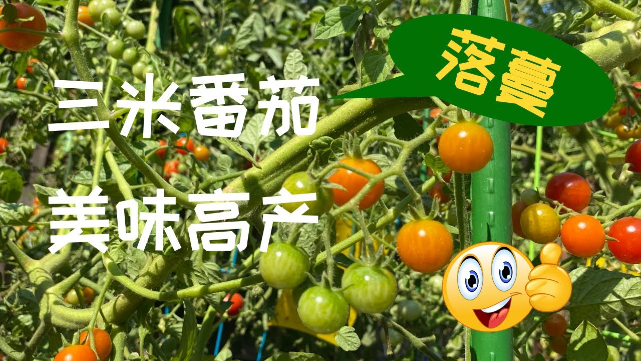 【种菜】我把3米高的西红柿也落蔓了｜推荐一种美味高产的樱桃番茄｜Tomatoes Could Grow Taller If You Do This