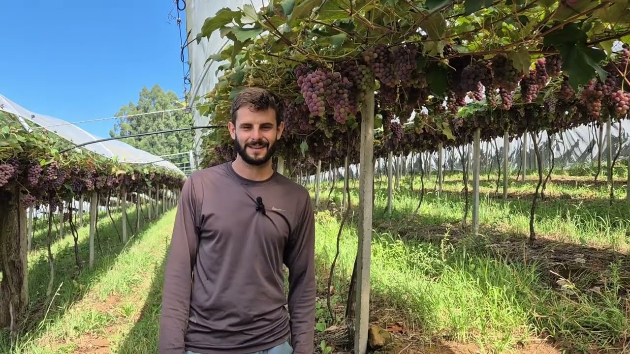 Confira o resultado da Uva Niagara Rosa de Guilherme Belini