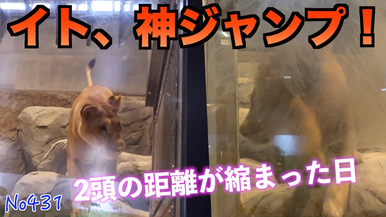 No431 やっと気持ちが通じた…！赤ポリ→緑ポリの迷走アピールから“シンクロ岩登り”へ【円山動物園】　#lion #オリトファミリー　#zoo