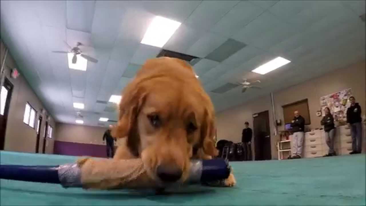 Rookie, Trenton Thunder's bat dog in training, works out at Shelly's School for Dogs in Millstone To