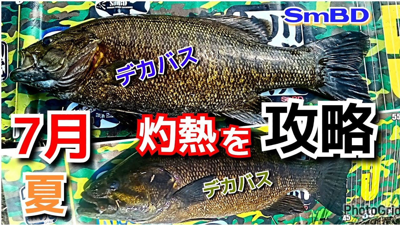 yasu 7月夏を攻略【川バス釣】Small mouth bass Fishing 2025年7月