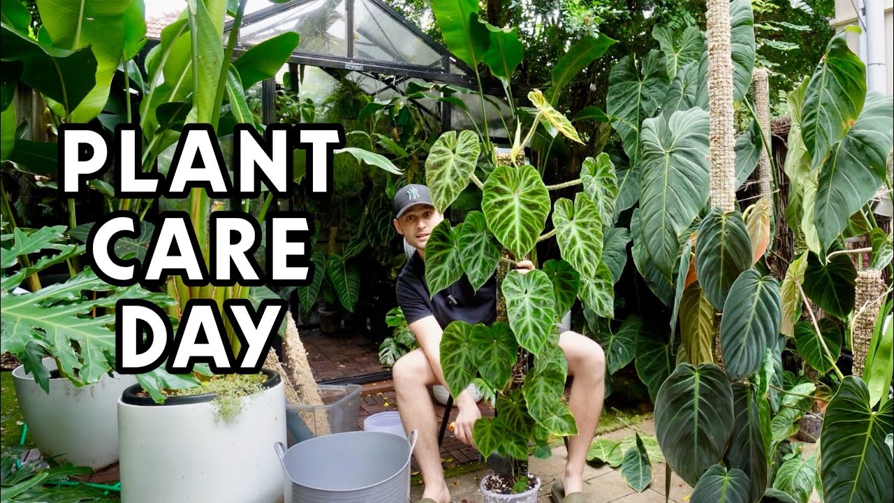 FULL DAY OF PLANT CARE - Plant Room Makeover & Life Updates