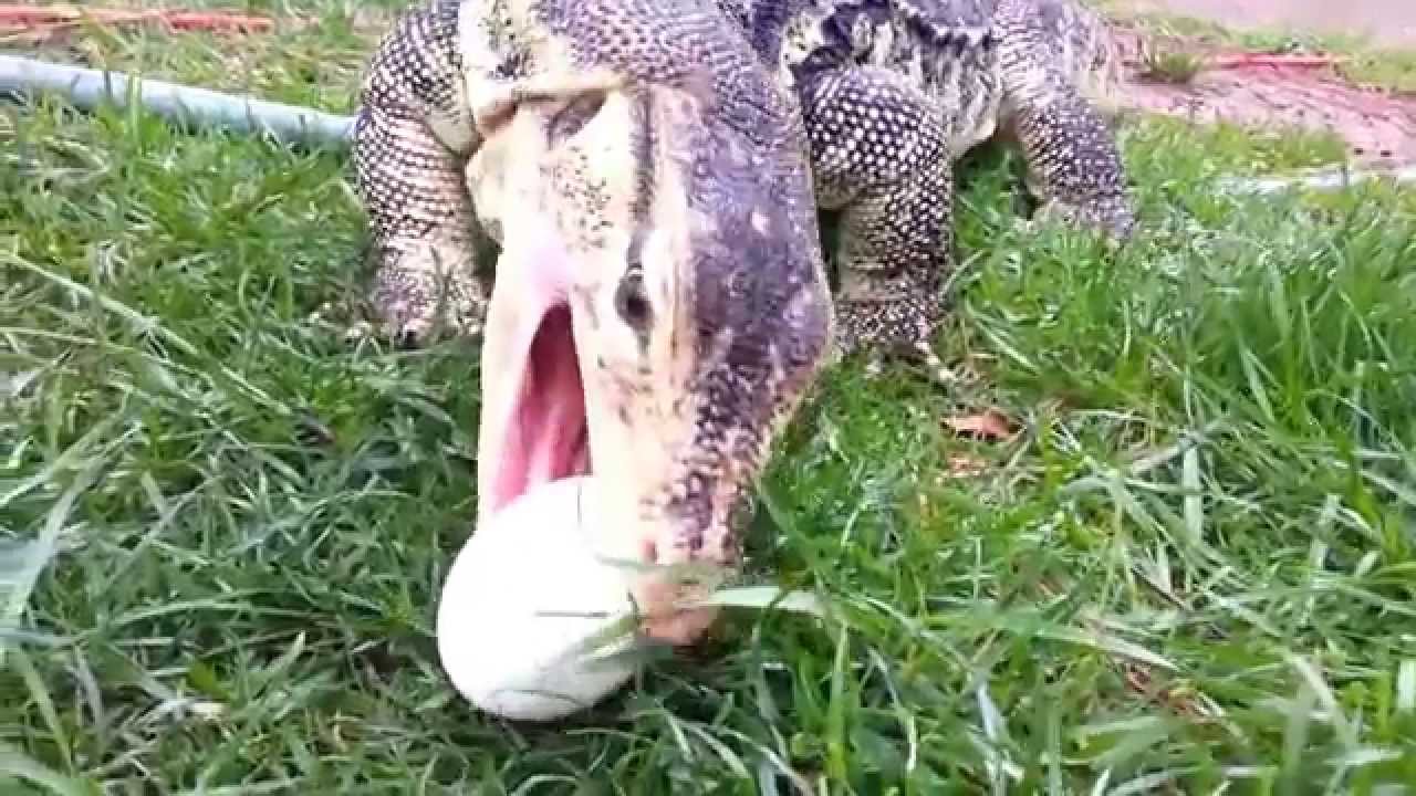 Large Asian water monitor eating  some eggs!