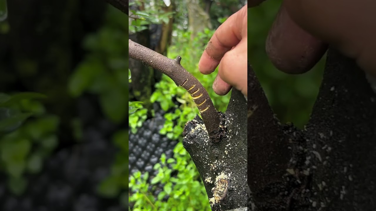 Sharing on the technique of bending thick bonsai branches
