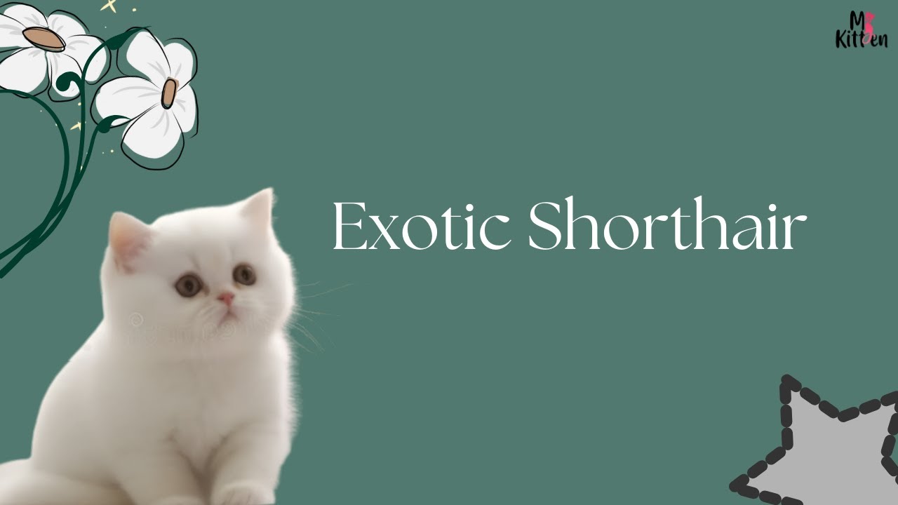 Exotic Shorthair Cats for Sale in India: Price, Traits & Trusted Breeders | MyKitten.in Guide