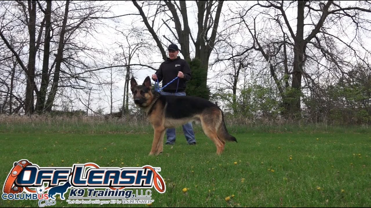 Dog Training: 1 Year Old German Shepherd, Storm! Before/After 2 Week Board and Train!